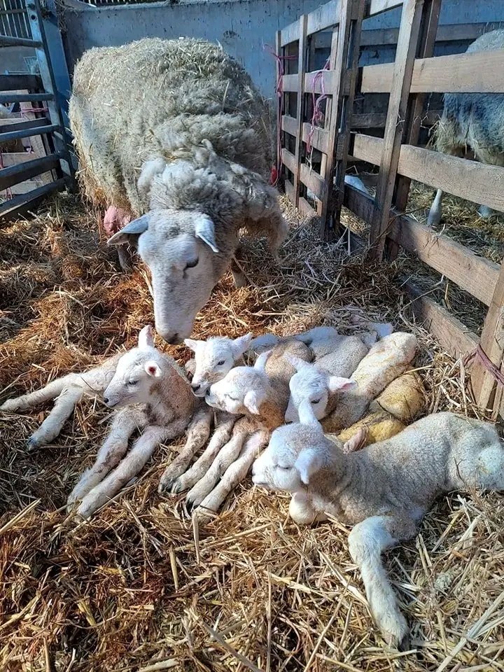 We had a surprise this morning when we assisted one of our pure Lleyn ewes give birth - we were expecting 5 lambs (not overly uncommon for our flock) but she was actually carrying 7, a Septuplet! A first for us anyway!
Credit: Animals and nature addict