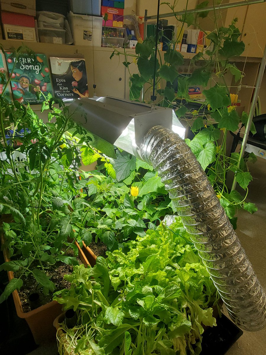 The <a href="/littlegrnthumbs/">Little Green Thumbs</a> in Room One are working hard! #plantgroweatshare