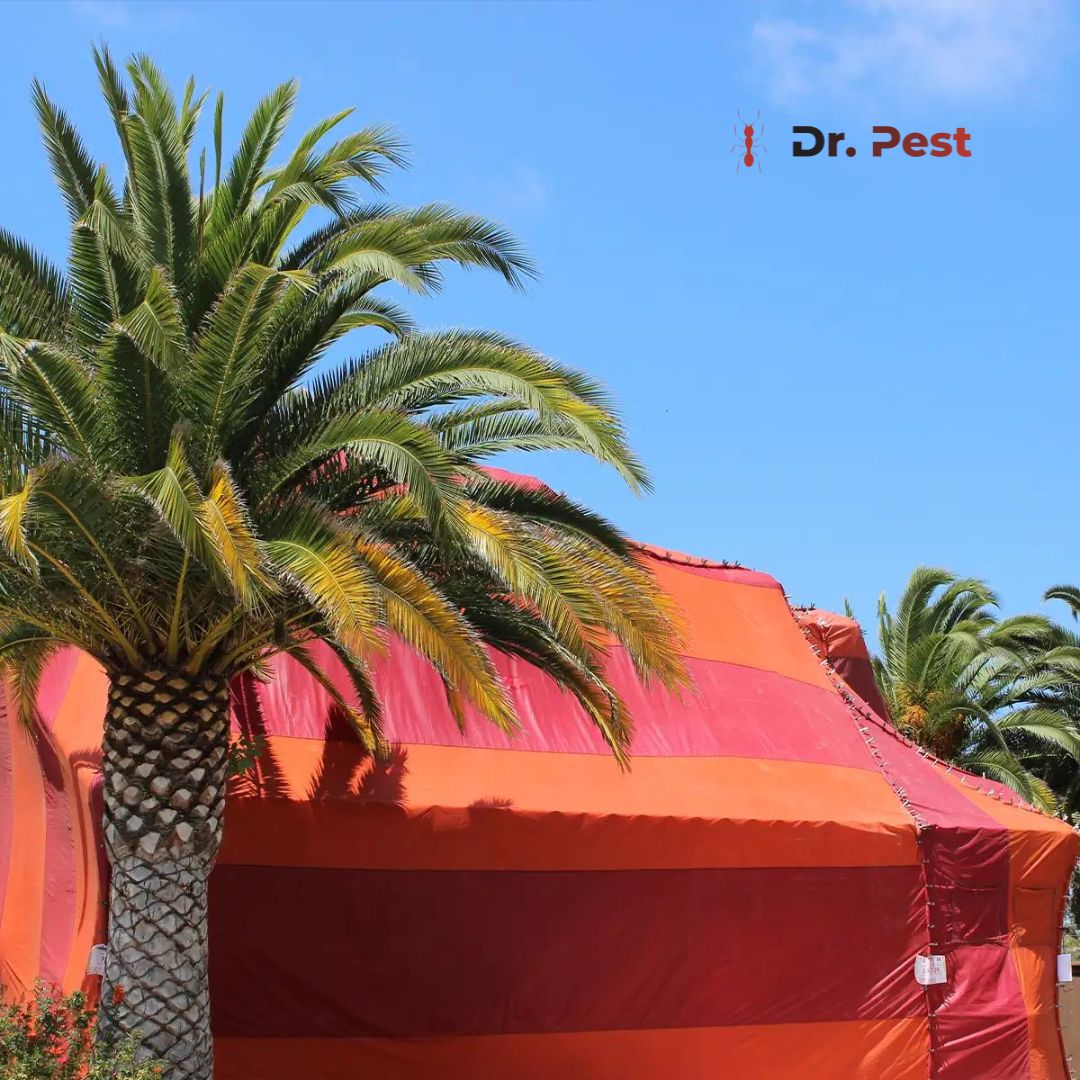 itsdoctorpest's tweet image. Safeguarding Homes, One Tent at a Time

#DrPest #PestControlService #TermiteControlService #RodentControlService