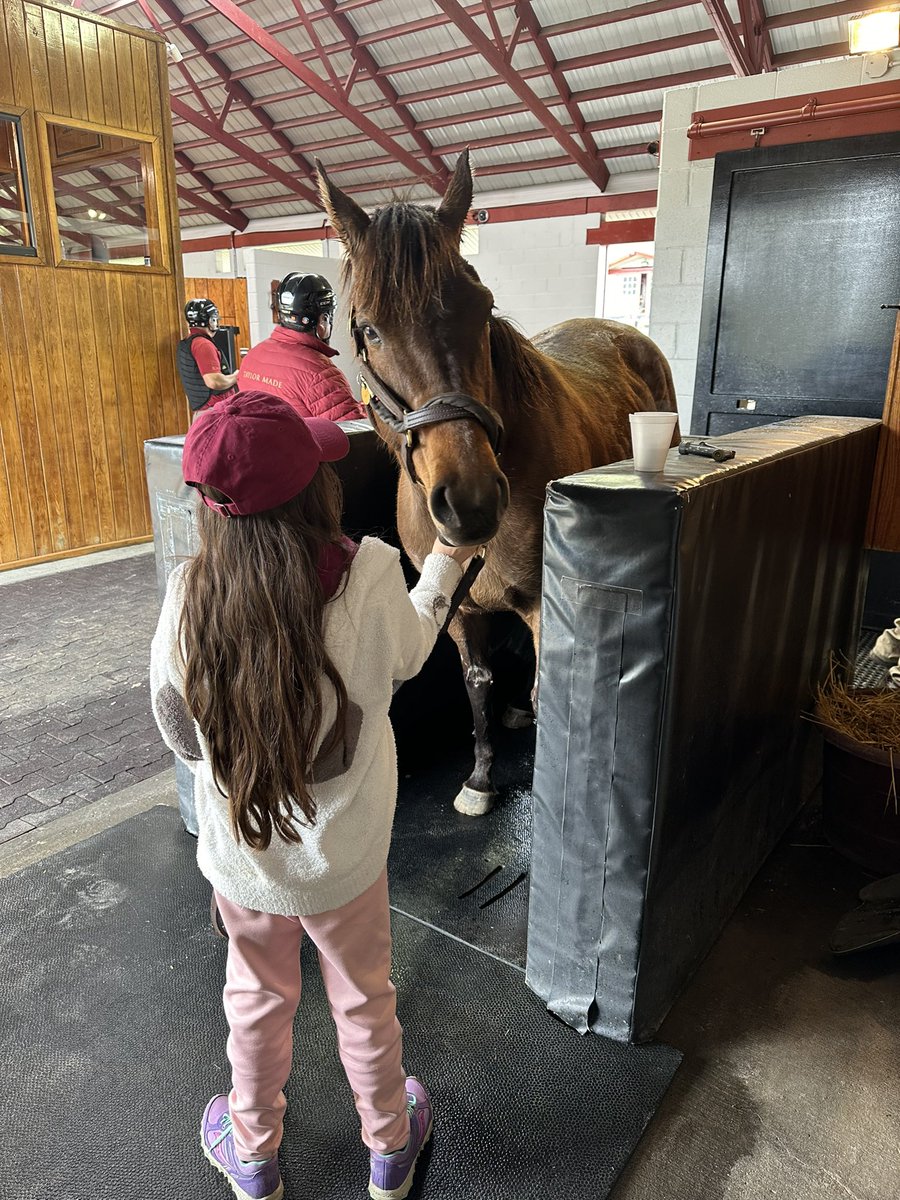PoloGreenStable's tweet image. Myah has been a good help and daddy only drives Truck&amp;amp;trailer to the sheds😝She even wears their hat and maroon shirt to blend in👏 😅 #Tacitus @TMStallions
