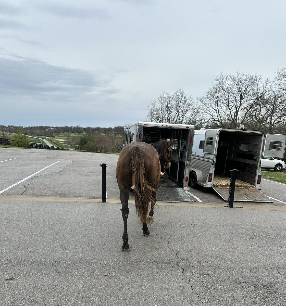 PoloGreenStable's tweet image. Myah has been a good help and daddy only drives Truck&amp;amp;trailer to the sheds😝She even wears their hat and maroon shirt to blend in👏 😅 #Tacitus @TMStallions