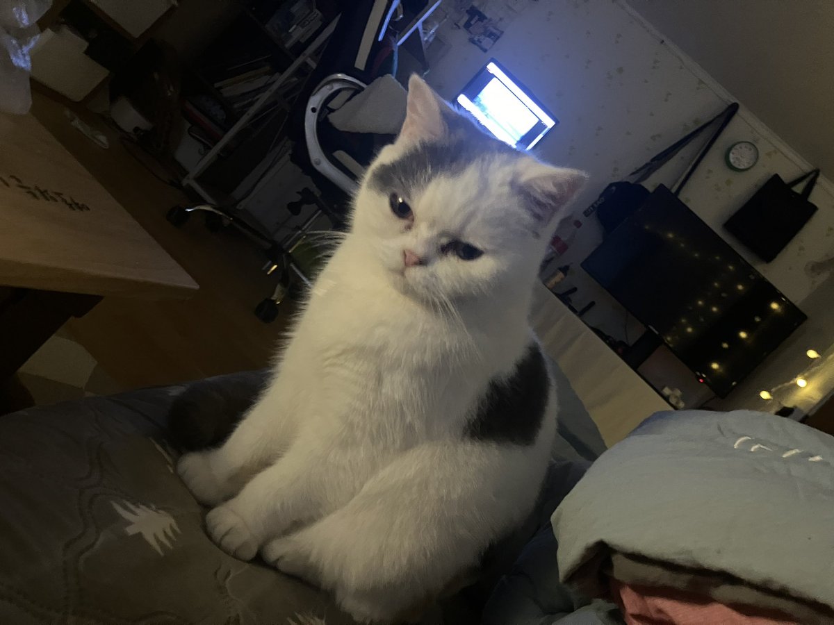 FindAdopt____'s tweet photo. 로라는 잘 지내고 있습니다
몇 개월 간 글을 올리지 않은 이유는
계정에 들어올 때마다 도움이 너무나도 간절한 가엾고 예쁜 동물들이 너무나 많이 눈에 밟혔는데
혹시 그 아이들에게 보탬이 될 어렵고 귀한 손길을 내가 뺏어가진 않을까, 버틸 수 있을 때까지 최대한 버텨보자는 마음때문이었어요 https://t.co/GDvp4xAxeO