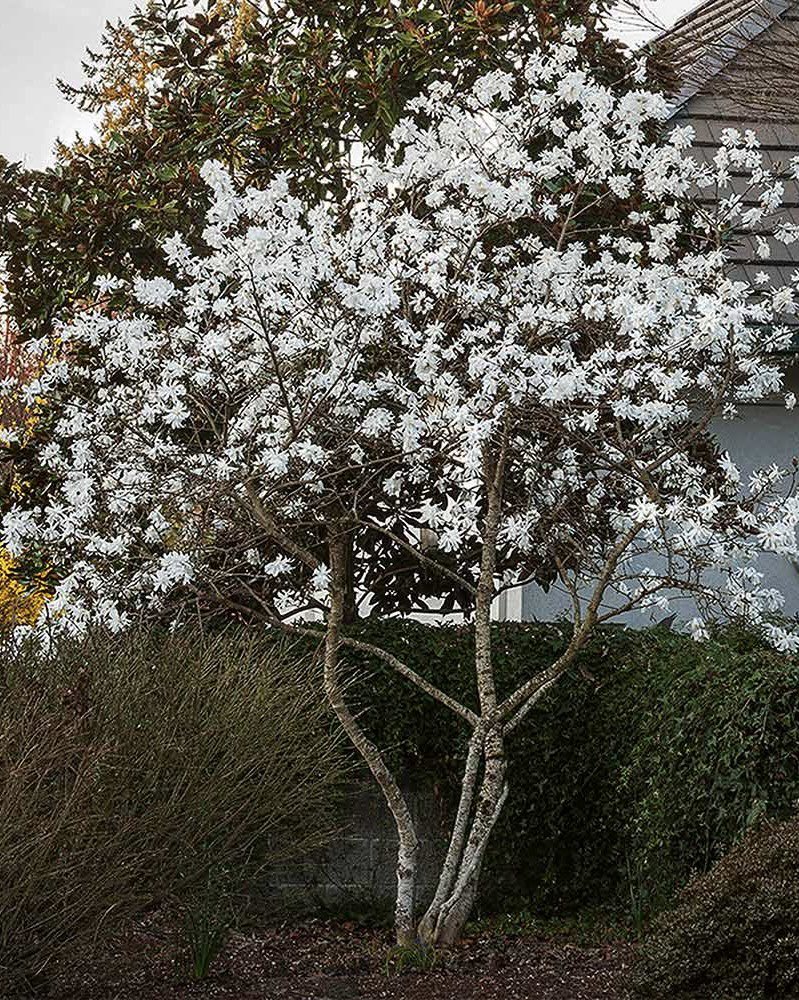 environeducate's tweet photo. Ornamental trees blooming around Raleigh now in early March  - Okame cherry, highly invasive Bradford pear, Saucer magnolia, and Star magnolia. https://t.co/HxSwlKZpof