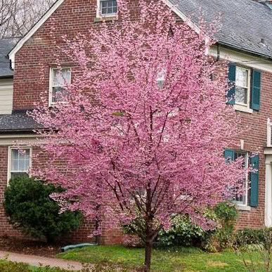 environeducate's tweet photo. Ornamental trees blooming around Raleigh now in early March  - Okame cherry, highly invasive Bradford pear, Saucer magnolia, and Star magnolia. https://t.co/HxSwlKZpof