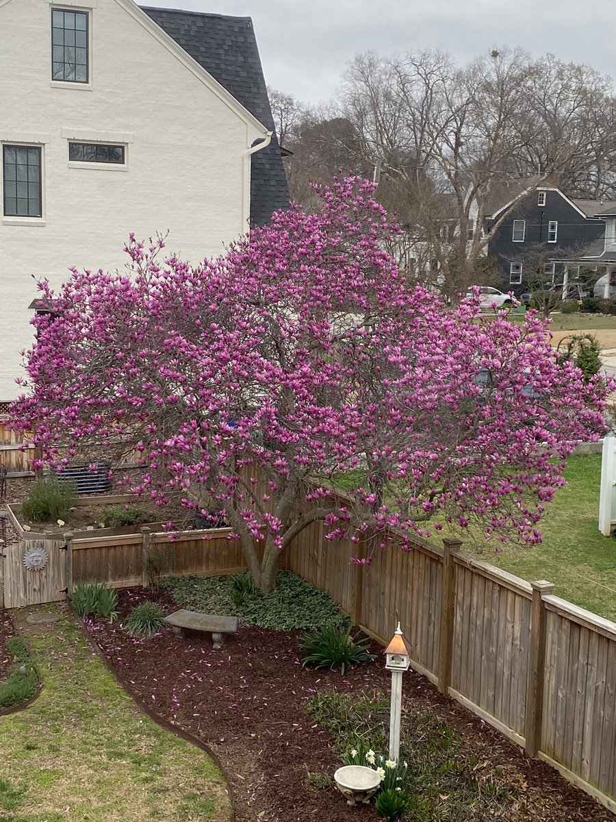 environeducate's tweet photo. Ornamental trees blooming around Raleigh now in early March  - Okame cherry, highly invasive Bradford pear, Saucer magnolia, and Star magnolia. https://t.co/HxSwlKZpof