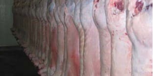 Sheep Central tweet media