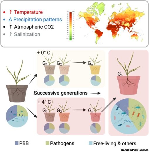 TrendsPlantSci's tweet image. Unearthing opportunity amid declining plant-beneficial bacteria dlvr.it/T3q6ZN