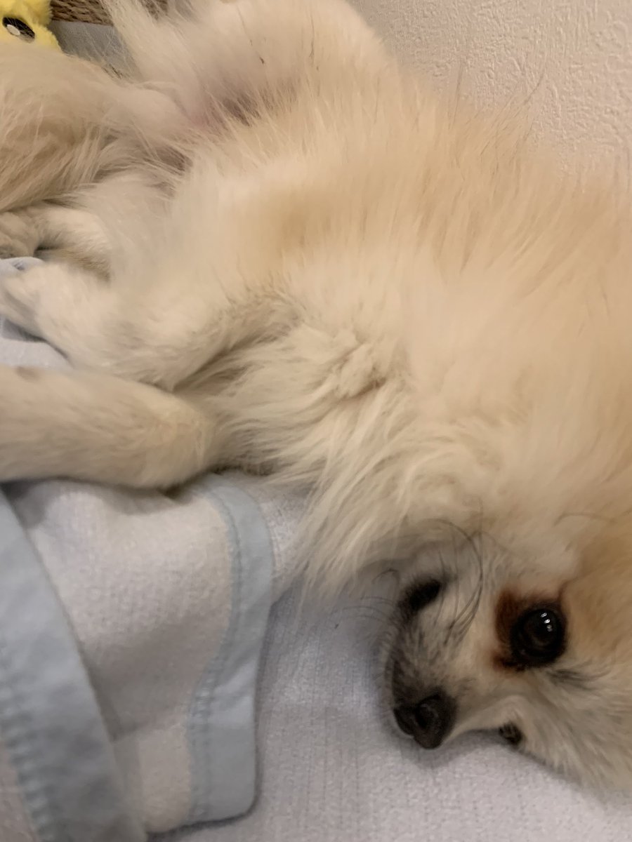 pomenopon's tweet photo. 去勢手術に行きました🥺お迎えは夕方。。 https://t.co/PMUVBgboOh