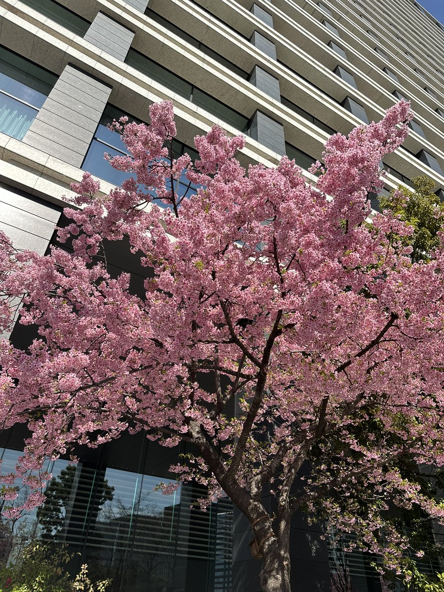 EllieJapan2022's tweet image. Cherry blossoms blooming, it's April!!!!

#CherryBlossom2024 #Tokyo #Japan #familytime #beautiful #spring #pink #桜