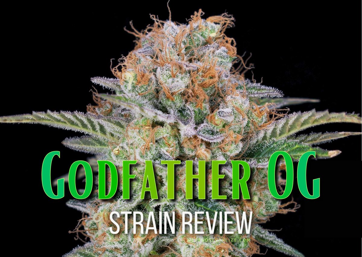getbudslegaliz's tweet image. Godfather OG Strain Review &amp;amp; Growing Guide | Discover Its Potency getbudslegalize.com/godfather-og-s… 
#GodfatherOG #StrainReview #GrowingGuide #CannabisCommunity #GrowYourOwn #Marijuana #CannabisCulture #OGStrain #PotentBuds #CannabisGrowers #THC #CBD #CannabisEducation  #WeedLovers