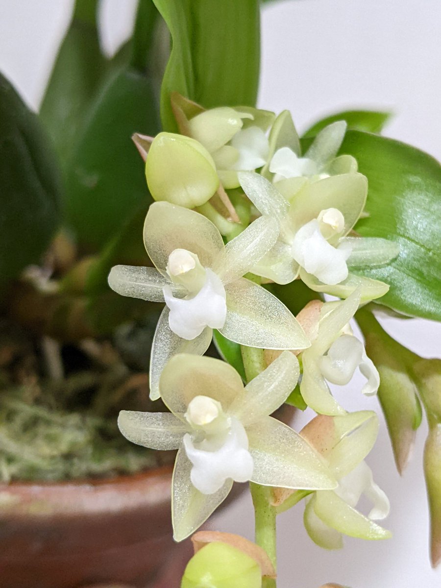 めっっちゃカワイイ☺✨
7人の小人みたい。

Pholidota chinensis
ポリドータ チネンシス
#orchids #coelogyne