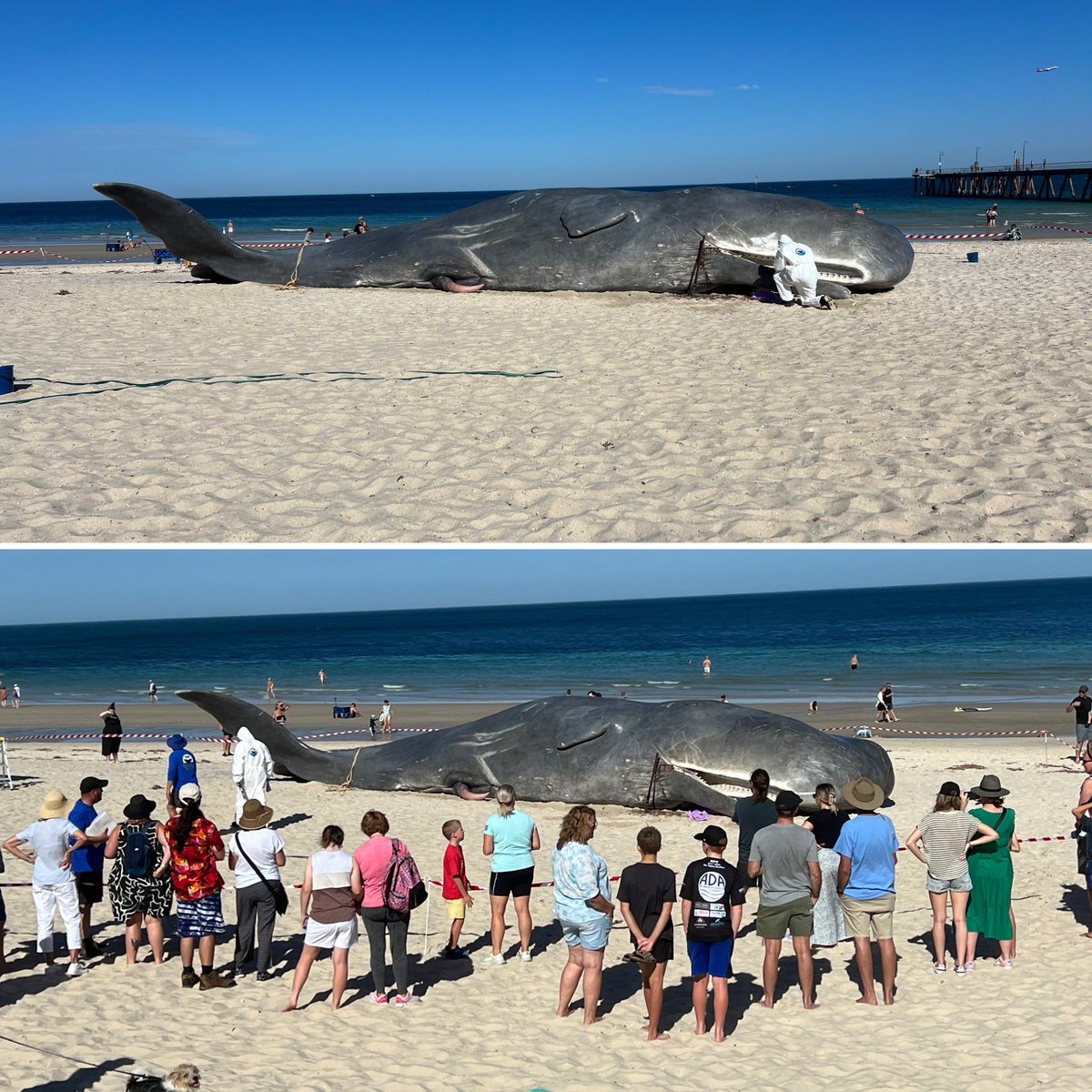 An incredible art installation used to provoke conversations about climate change. 

Have you seen it?  What do you think?

#AdelaideFestival #ArtImitatesLife #Glenelg #adlfest