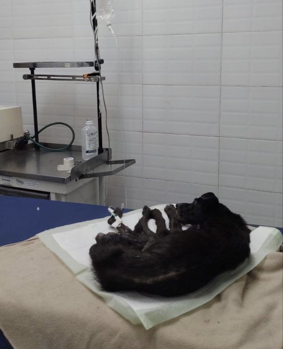 Adopteros Argentina tweet media