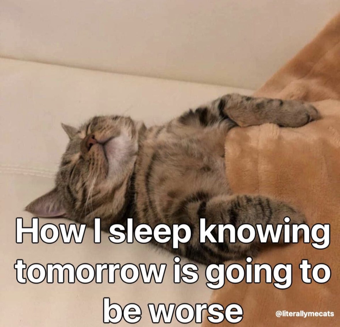 literallymecats's tweet photo. https://t.co/drRaE4PbzW