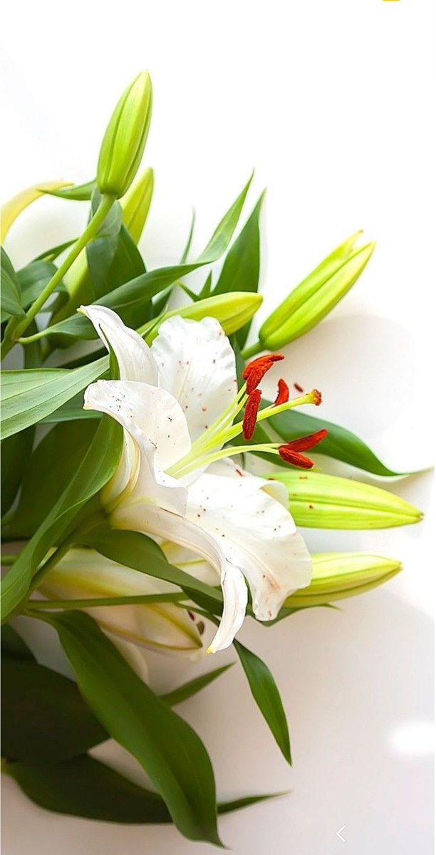 Мартын 9-ний мэнд хүүхнүүддээ