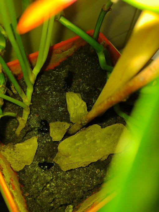 En el d&iacute;a de la mujer yo haciendo honor a m&iacute; g&eacute;nero, saludos aqu&iacute; observa yo alimentando plantas con