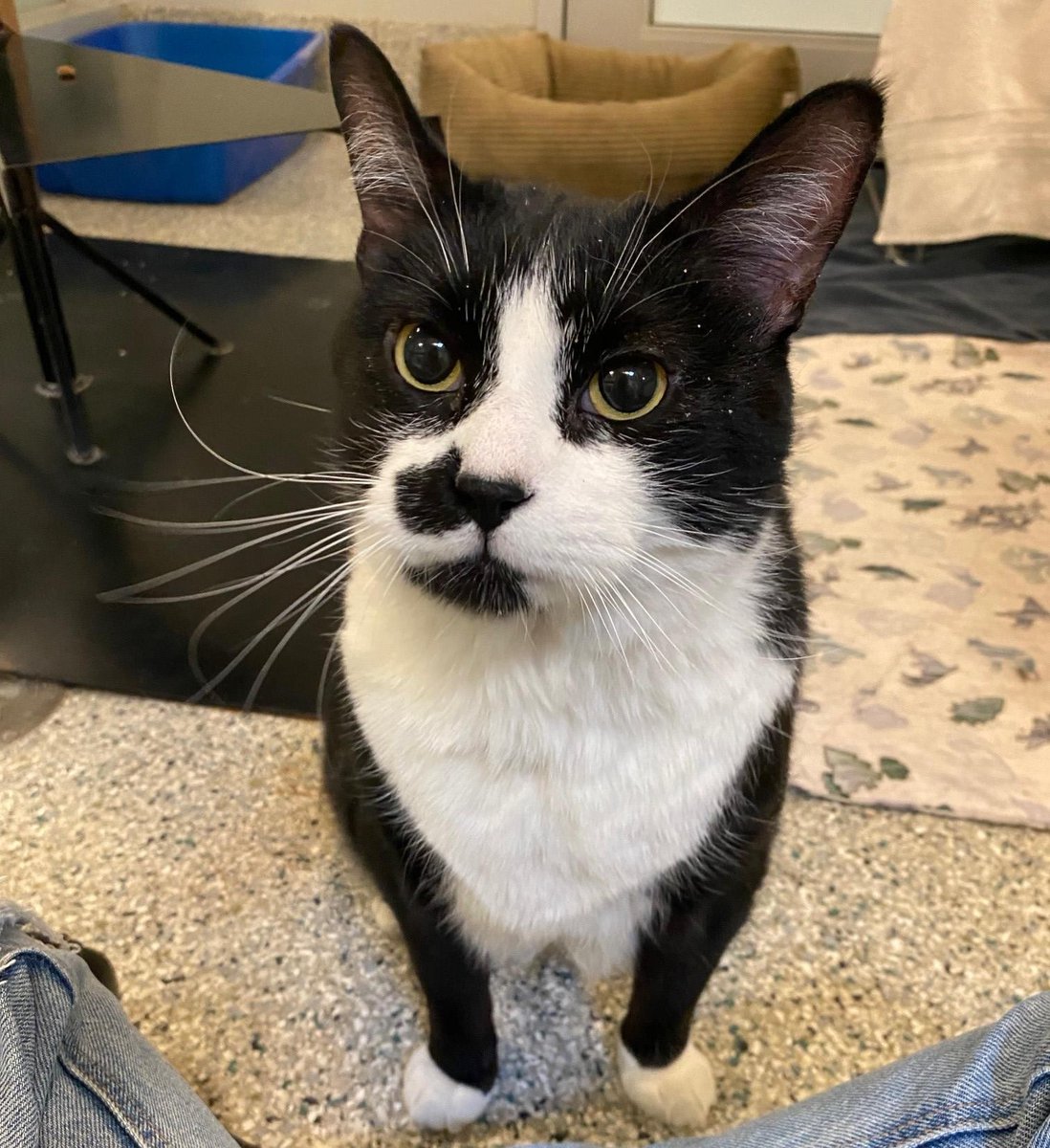 Onyx is trying out a new one-sided mustache/goatee style. What do you think? 

This six-year-old cat is laid-back and affectionate, and his favourite things in the world are getting pets, snacking on treats and relaxing in a cozy lap.

Adopt Onyx: ow.ly/2PJG50QP9C2