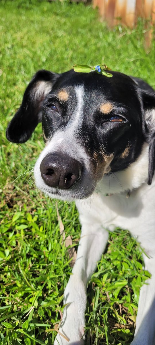 alxa_mcgld's tweet photo. Iggy just wanted to say hi! @alexxpowers #poochpic https://t.co/F0Y17qhr05