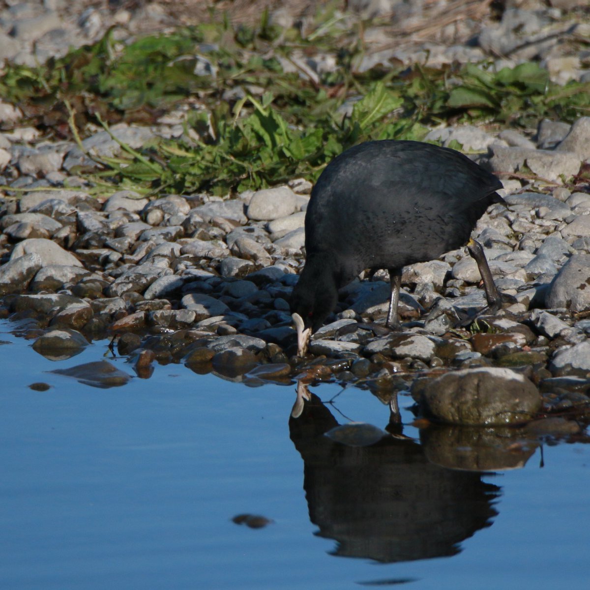 KiichanNexus4's tweet photo. 鏡よ 鏡よ 鏡さん
#オオバン #BlackCoot #CommonCoot #EurasianCoot
#野鳥 #野鳥観察 #BIRDJAPAN https://t.co/BmjmU5jbOu