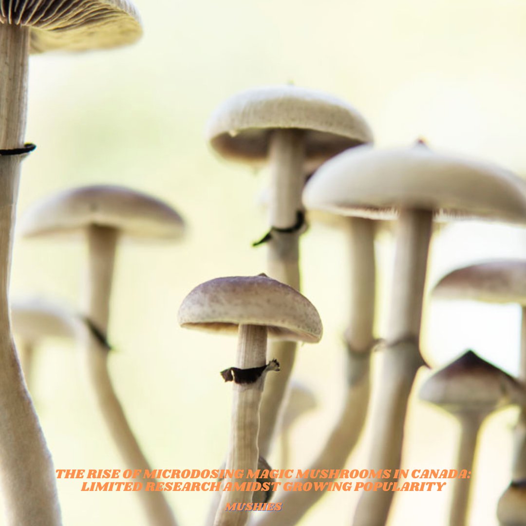 MushiesCanada's tweet photo. Canadians turn to microdosing magic mushrooms for mental health, but evidence is slim. Despite legality issues, interest surges amidst pandemic stress. #Microdosing #MagicMushrooms #MentalHealth #psychedelics https://t.co/WzPjQEjs2W
