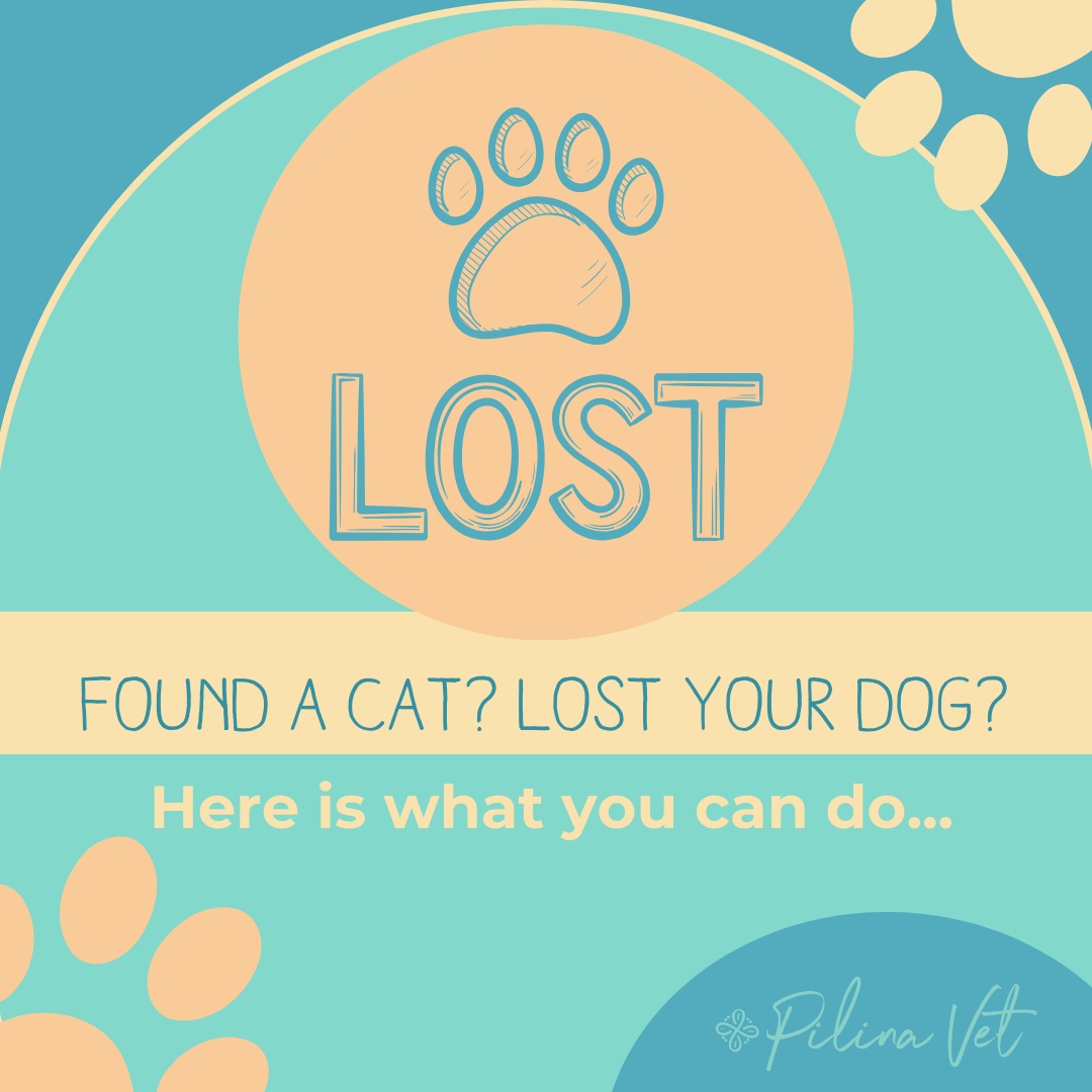 PilinaVet's tweet image. Animal family members occasionally escape due to a number of circumstances. If your animal family member takes themself for a walk without your permission, or should you find someone else’s dog or cat, check our guide to reunite found on the Pilina Vet Website. #mykailua #kail...