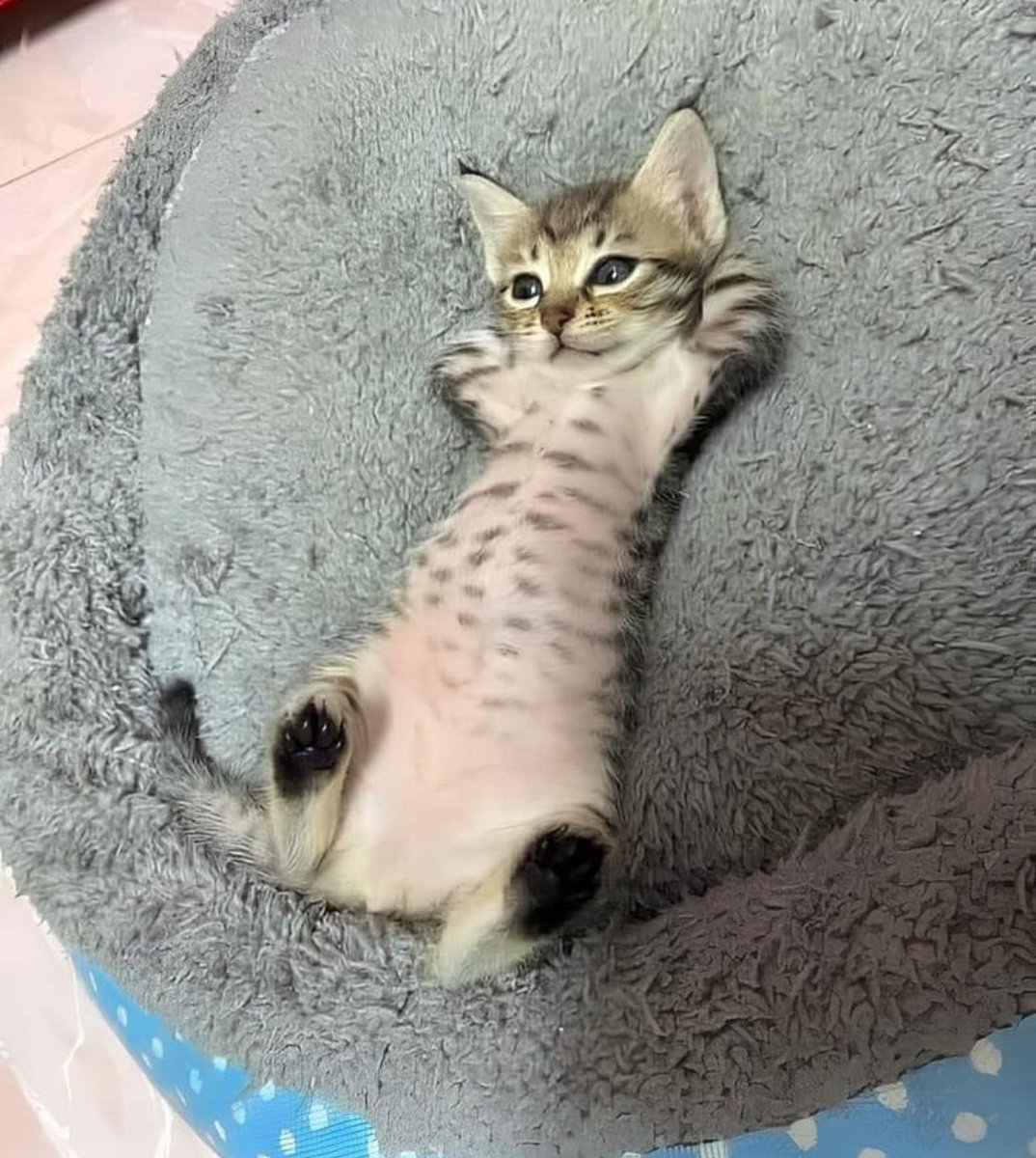 What's everyone doing while waiting for the Fortnite servers?