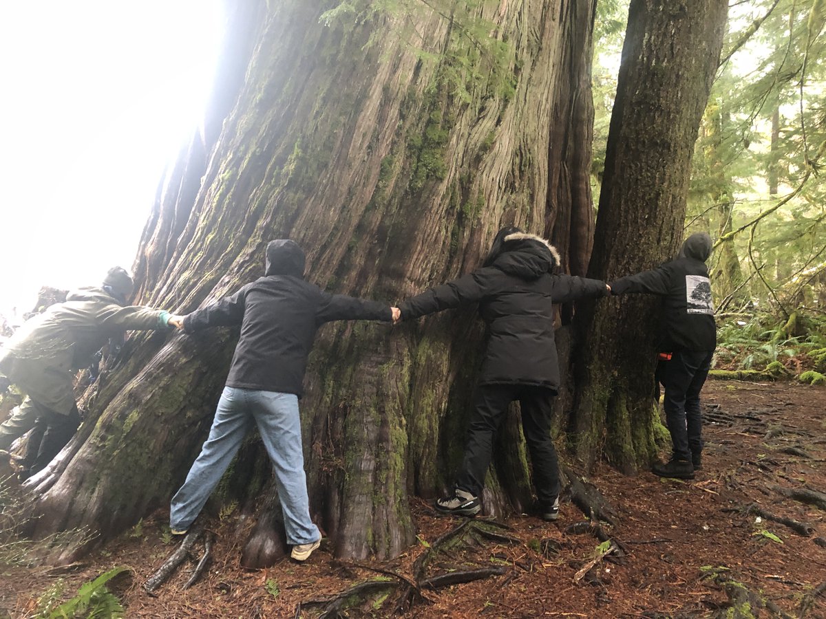 Forming human chain of @ubcforestry @MIF_UBC students around one of the largest red cedars at Canoe Creek near @tofino