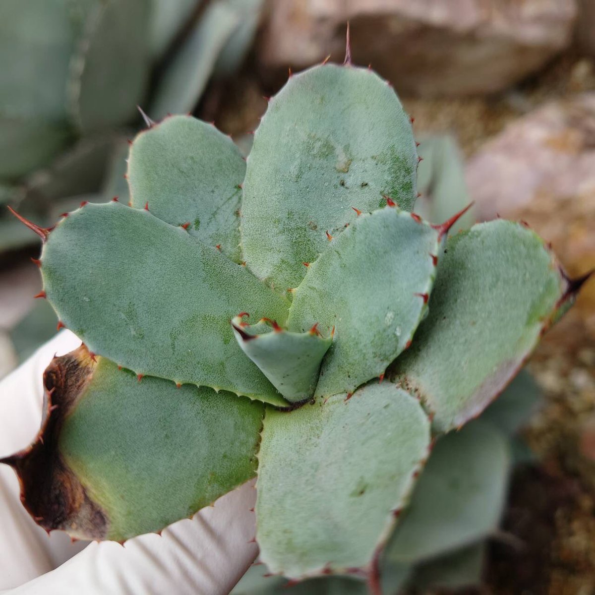 cr_plants's tweet photo. ヤフオクの宣伝です🙏
うっかり忘れてた🤣

春なんでドライガーデンにオススメなパリーを出品してます🌵

本日終了です‼️

写真1-2 
ハンティントン

写真3-4
吉祥天

https://t.co/6V0jF4yd5L https://t.co/S8474sPatL