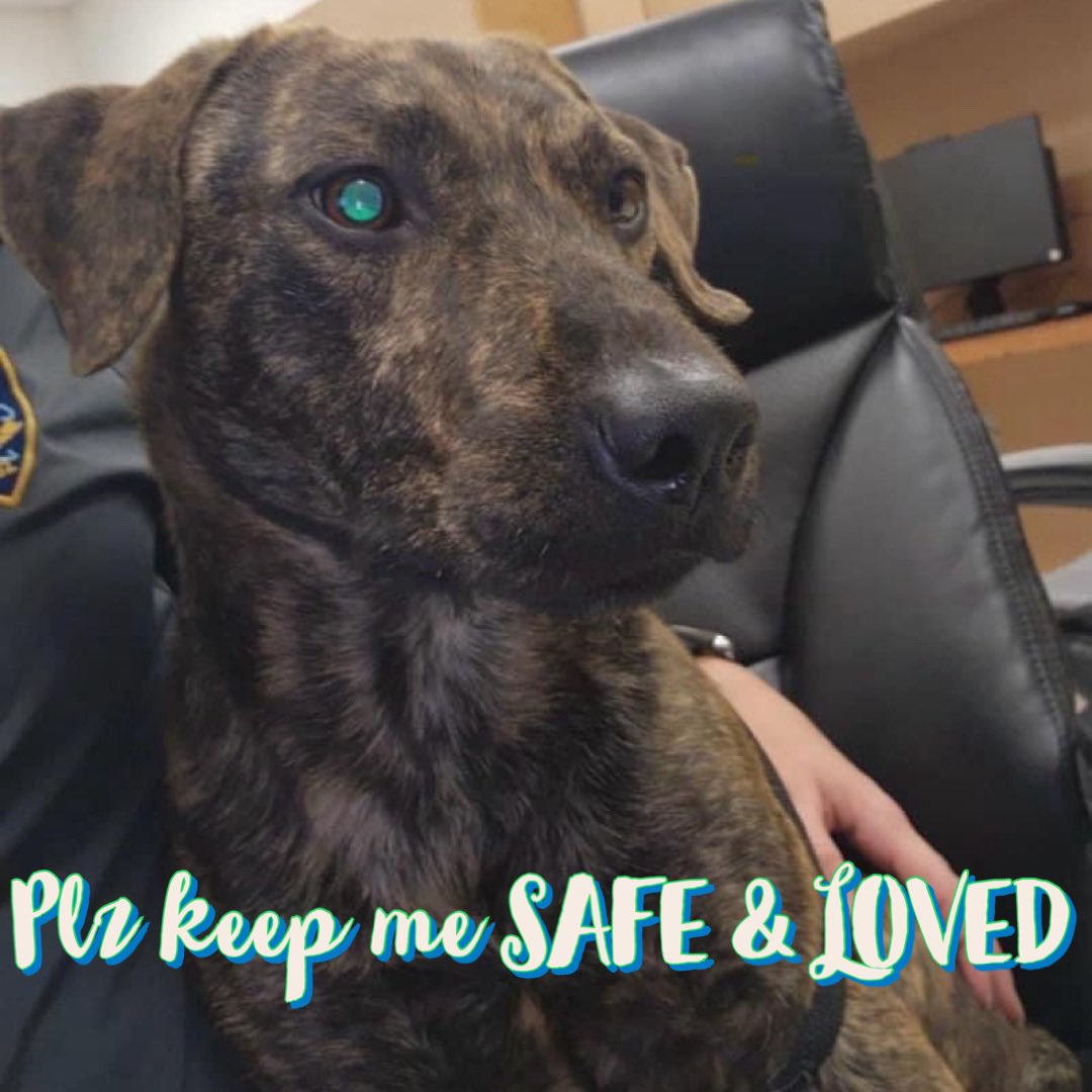 RoCoGB's tweet photo. 🆘NEPTUNE 2yr PLOT HOUND
#A363614
CorpusChristi AC Tx
🔥DIES 3/11🔥
STUNNING Brindle loves Ppl ADORES affection
He feels SAFE BUT
Ppl HE trusts will also KILL HIM😖
Plz #ADOPT likely DUMPED by owner😢
Plz #Pledge 4 NEPTUNE’s #Rescue
📍Go 2 EVENT at shelter 3/16 #Adoption fees🆓 https://t.co/WwU9l0pnv5