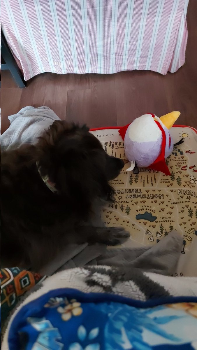 buttenhole's tweet photo. Take THAT angry space bird stuffie, we don't want you in da house! #Bosco #dogs #oldtoynewtoy #heprotec #bestdog #rescuedog https://t.co/l7CB7W94Wl