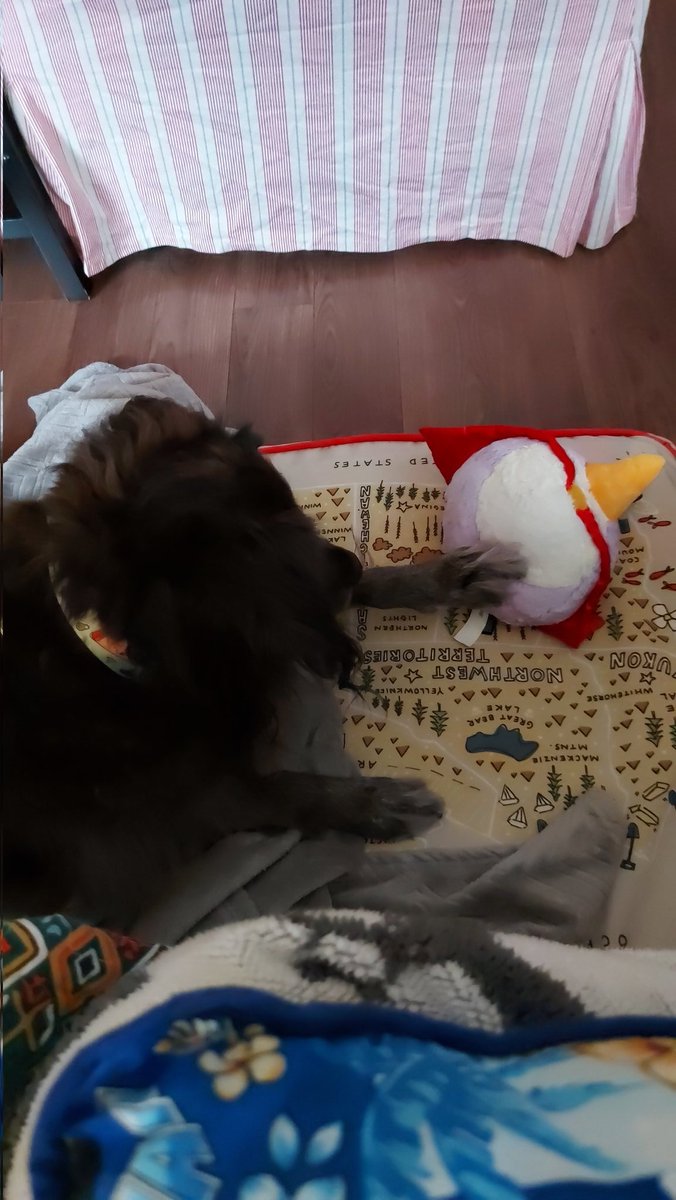 buttenhole's tweet photo. Take THAT angry space bird stuffie, we don't want you in da house! #Bosco #dogs #oldtoynewtoy #heprotec #bestdog #rescuedog https://t.co/l7CB7W94Wl