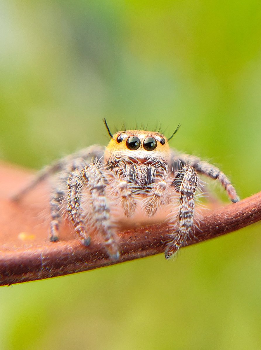 •~Good Morning......🔅 #Spider #MacroHour #ThePhotoHour