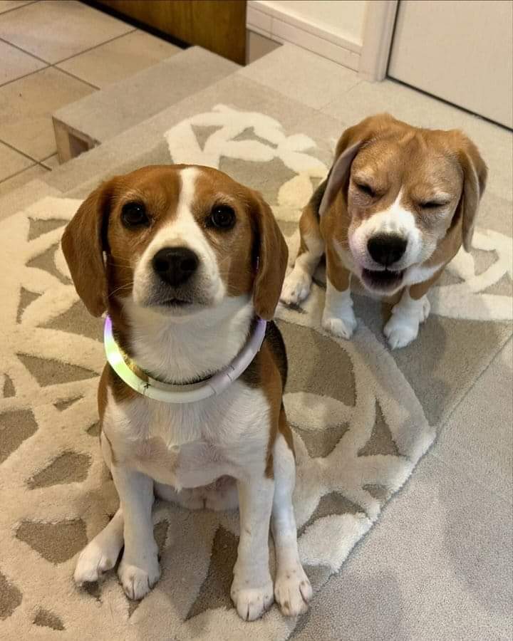 Beagle_loverss's tweet photo. I need 1000 hi from beagles lovers 🤎🖤 https://t.co/LtoSGsDPIh
