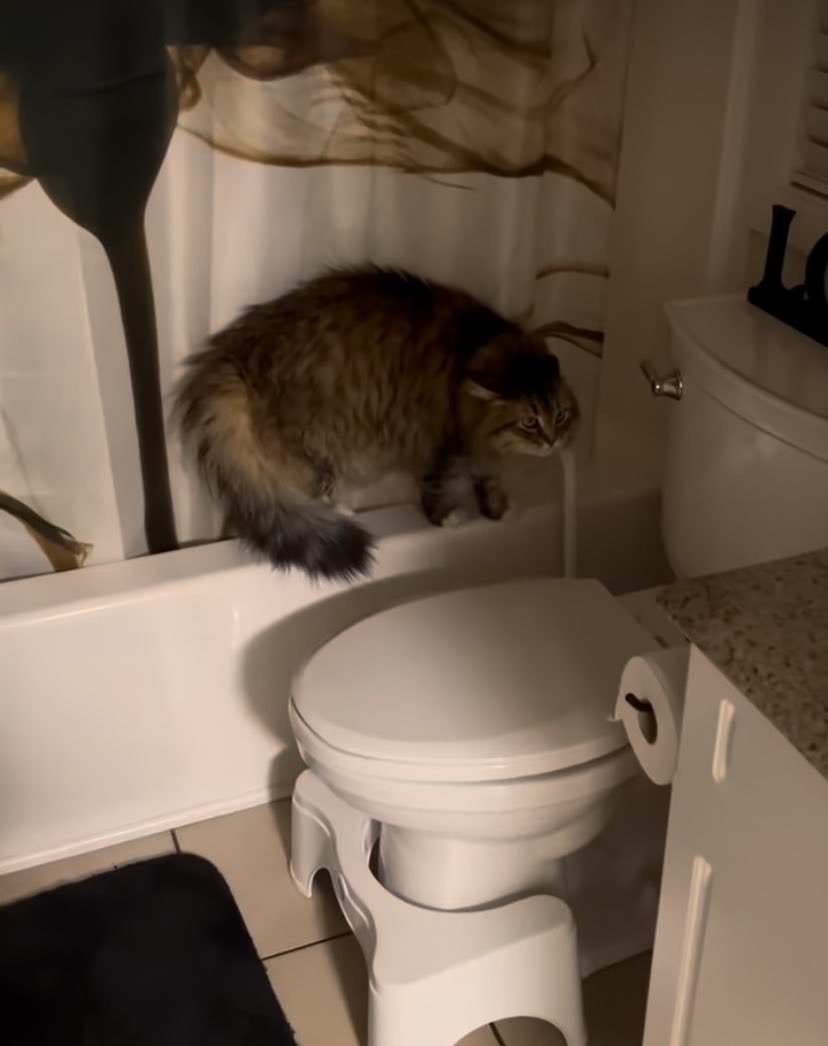 cats with threatening aura (@threateningcat) on Twitter photo 