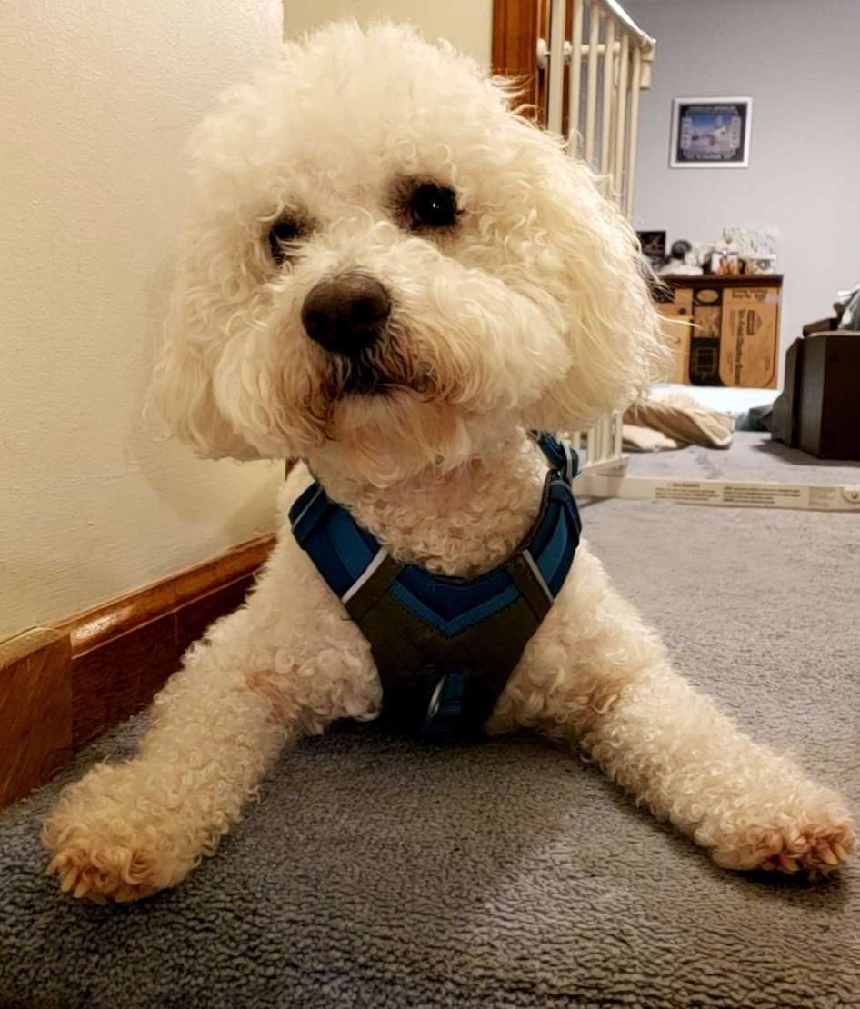 SonOfABichon's tweet photo. Mommy is getting nummies reddy for me's, and me's is getting impayshent
#dogsoftwitter #dogs #nummies https://t.co/mLp8t7lHDp