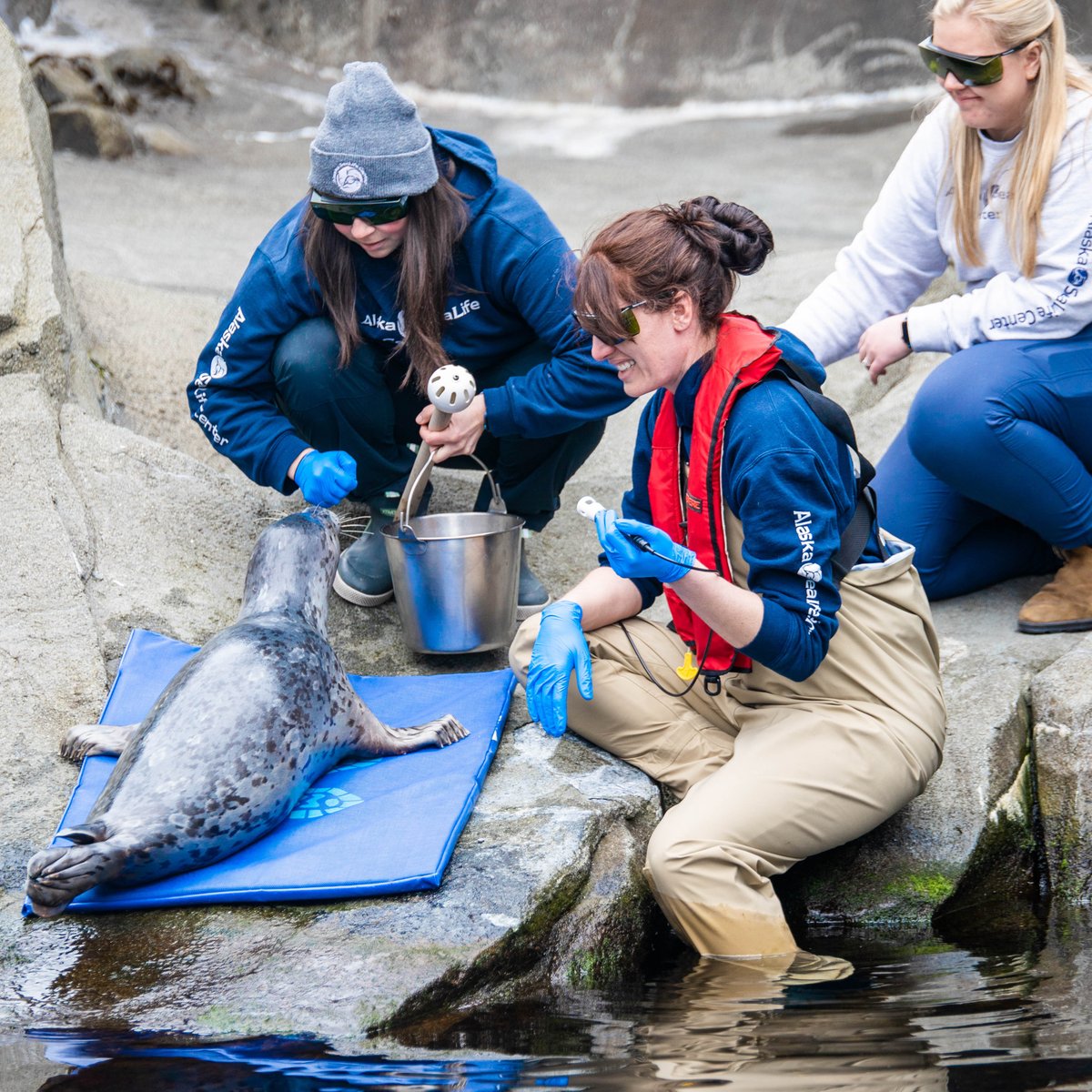 Alaska SeaLife Center tweet media
