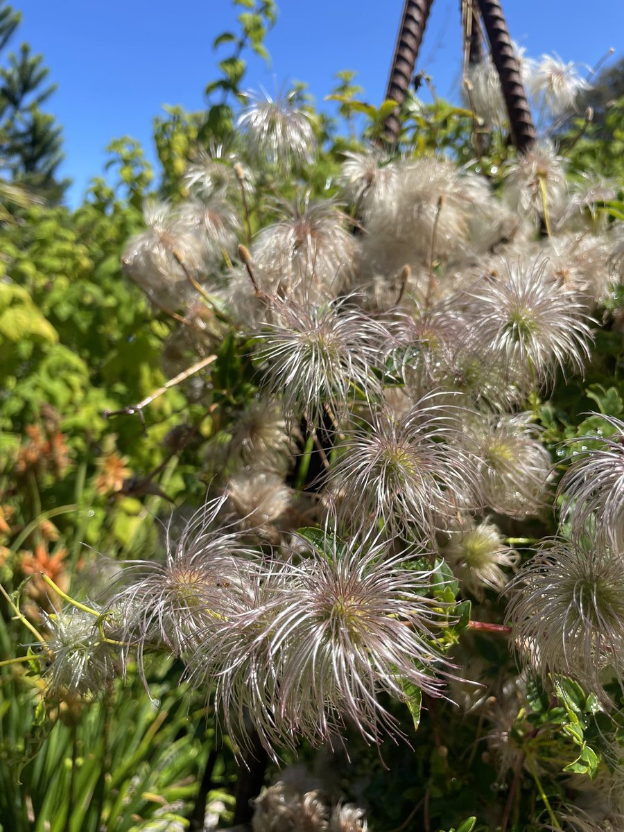 Bundogs's tweet image. What do you do after a dip 🏊‍♂️ - head to work and pamper a few plants in pots 🪴🥵
And a few things that caught my eye 🧐 #warrnamboolbotanicgardens #hotday #pampertime