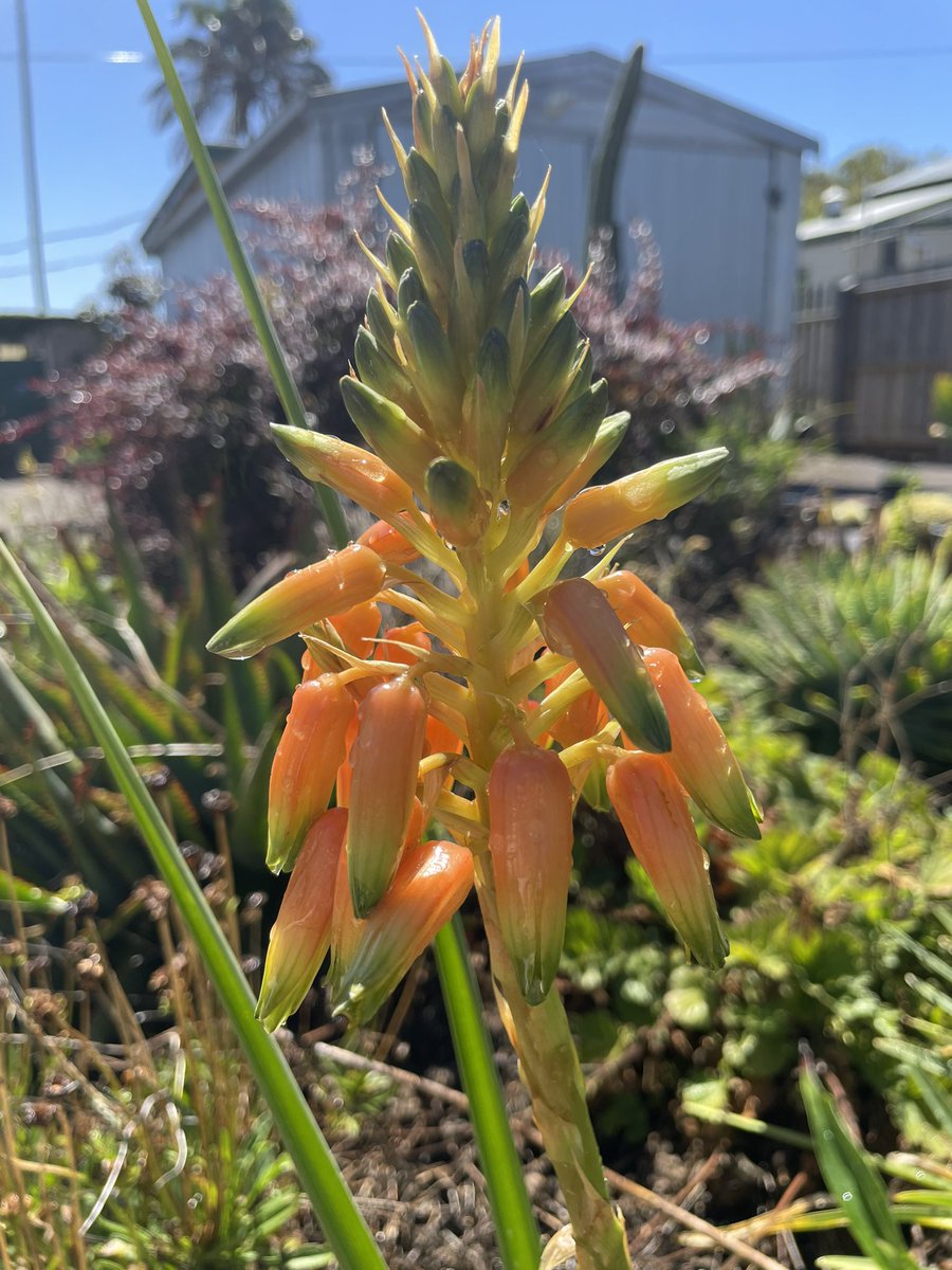 Bundogs's tweet image. What do you do after a dip 🏊‍♂️ - head to work and pamper a few plants in pots 🪴🥵
And a few things that caught my eye 🧐 #warrnamboolbotanicgardens #hotday #pampertime
