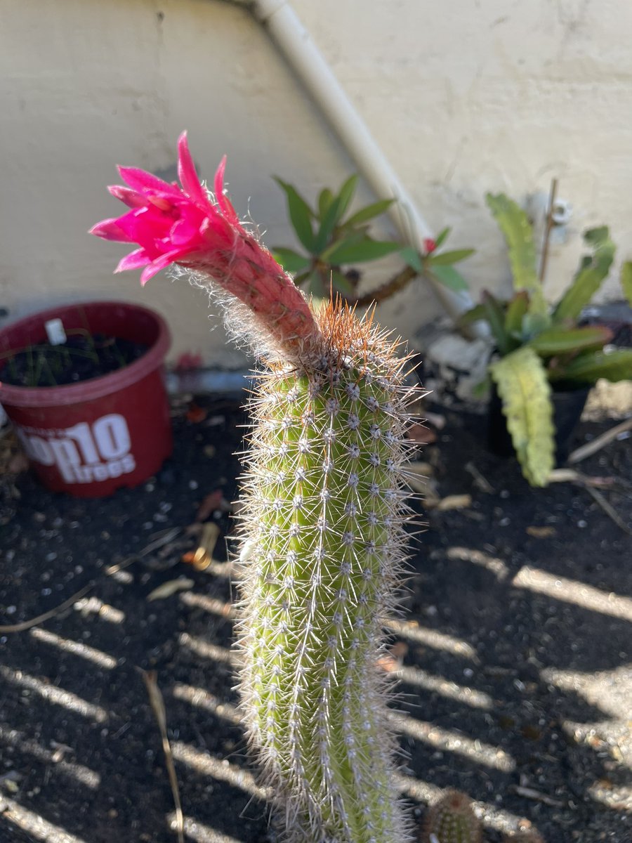 Bundogs's tweet image. What do you do after a dip 🏊‍♂️ - head to work and pamper a few plants in pots 🪴🥵
And a few things that caught my eye 🧐 #warrnamboolbotanicgardens #hotday #pampertime