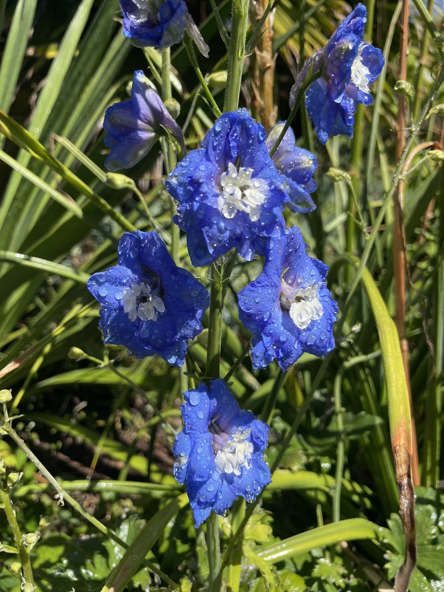 Bundogs's tweet image. What do you do after a dip 🏊‍♂️ - head to work and pamper a few plants in pots 🪴🥵
And a few things that caught my eye 🧐 #warrnamboolbotanicgardens #hotday #pampertime