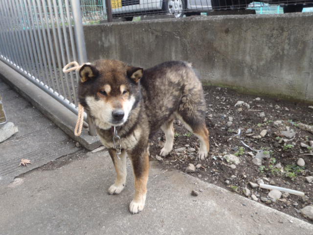 iWaFDUeWUTuqm9L's tweet photo. 迷子のワンちゃんが埼玉県秩父市小柱で保護です https://t.co/EicDwyaObd