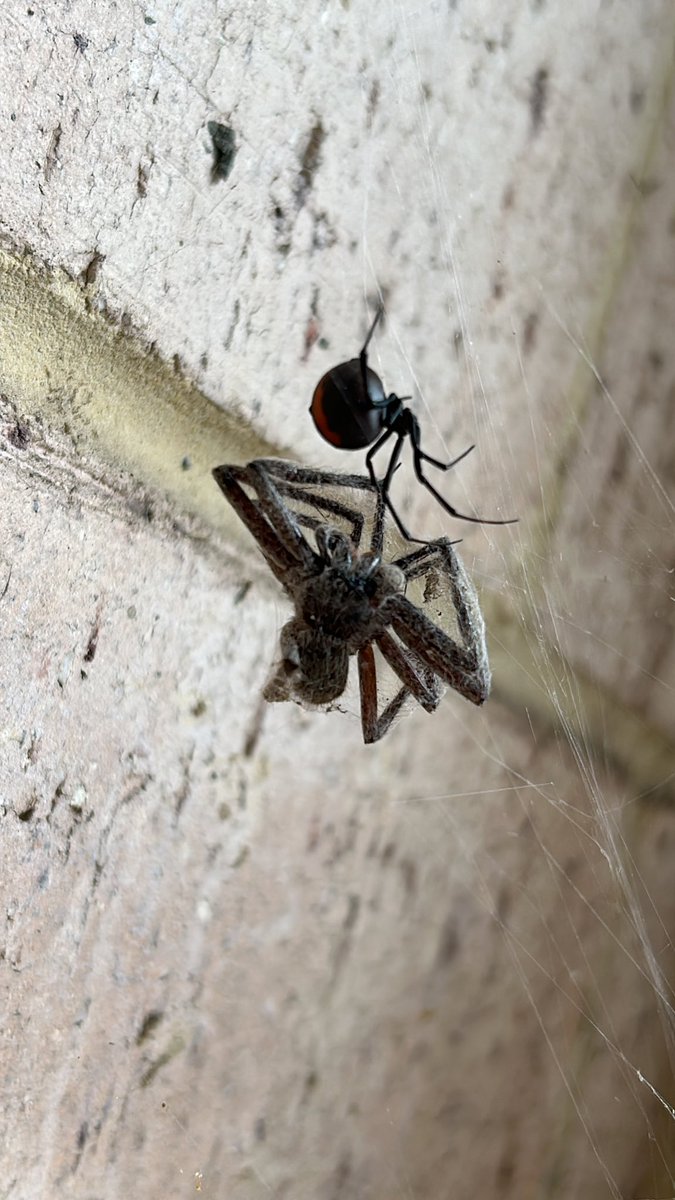 #Australia where even the spiders need to be scared of spiders! #Redback