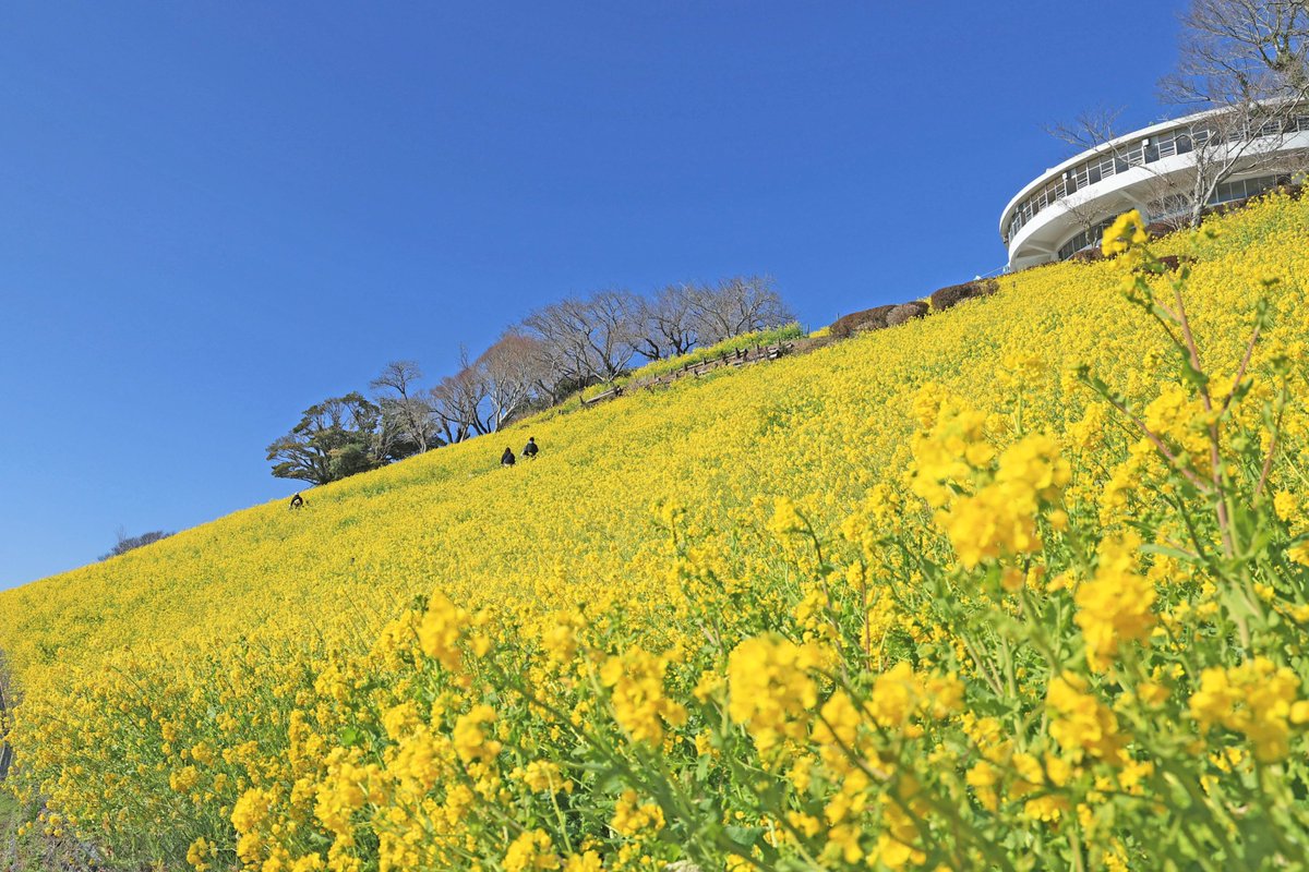 ＼今が満開！／ 350万本の菜の花が見頃です🌼 今日は、雲ひとつない爽やかな青空と 黄色が鮮やかな菜の花が最高です！ 背中におひさまのぬくもりを感じながら 朝のお散歩🐾オススメです！ 春だけの素敵な景色をぜひお楽しみください💕 motherfarm.co.jp/location/flowe… #菜の花 #お花畑