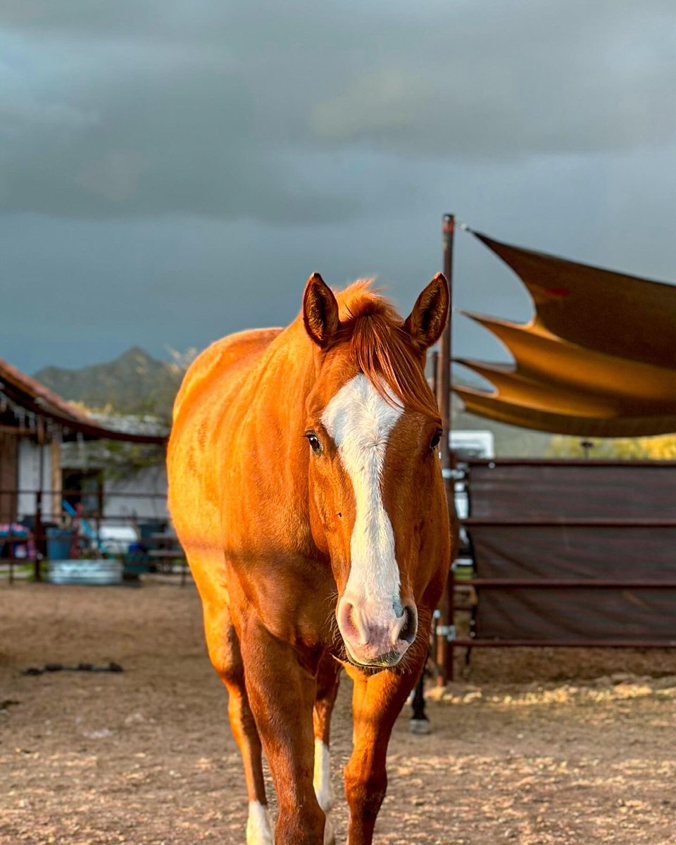 𝑨𝒎𝒊𝒂𝒉 tweet media