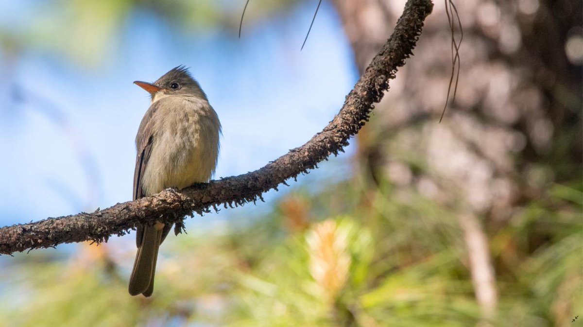 mayreniOm's tweet photo. Andamos felices porque Terrero organizó su 4º Festival de Observación de Aves que será el próximo 16 y 17 de marzo. 
¡Visítenlo y promovamos la conservación de los ecosistemas! https://t.co/UeI26UW0rI