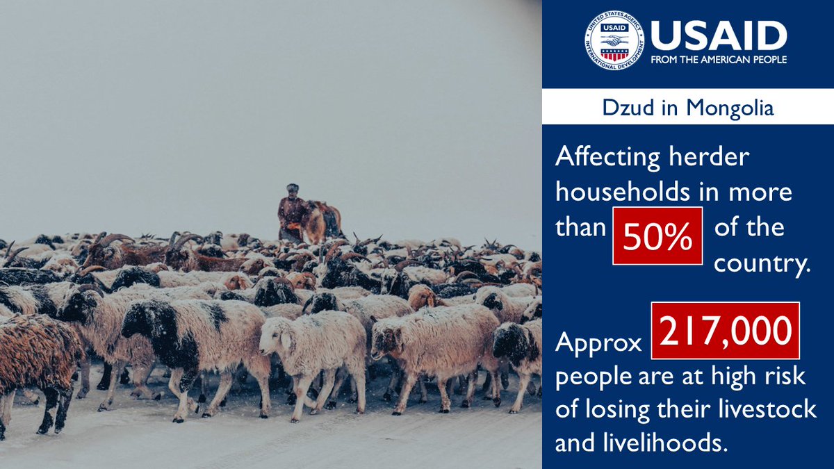 #SaturdayReads 🌨️ This year’s #dzud, the worst in recent memory, has affected herder households in more than 50% of Mongolia. 🐏🐐 @USAID is providing cash grants, fodder and veterinary kits to help 2,700 herder households respond to this crisis.