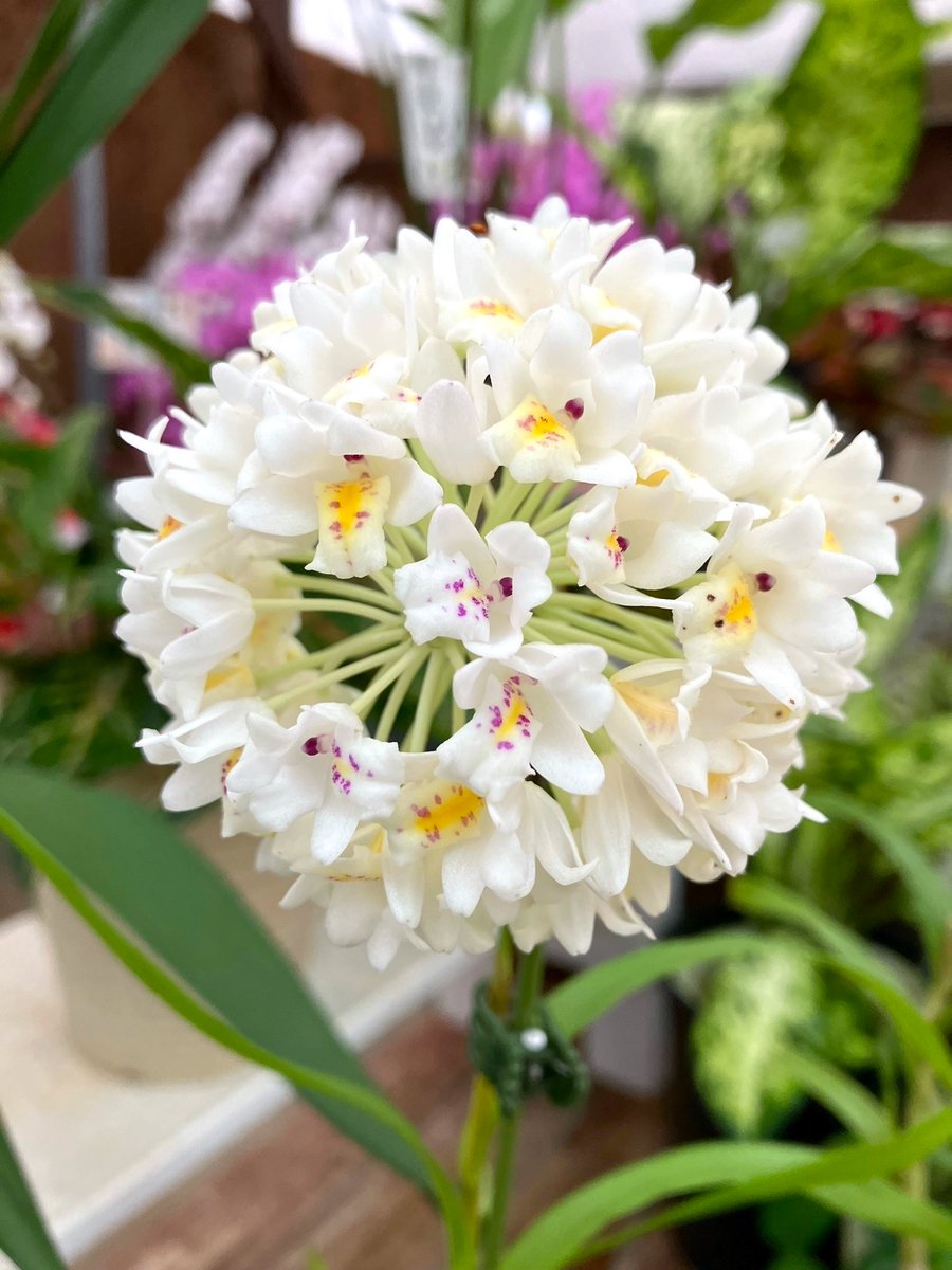 植物あれこれ♪スタッフブログ🌿3月～1週目～ ネオベンサミア