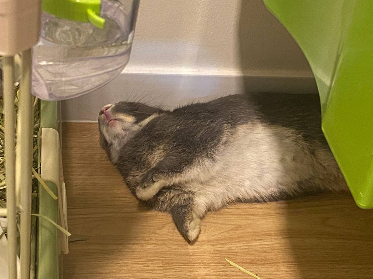 Gm new members of my rabbits family 🙏🙇🏻‍♀️