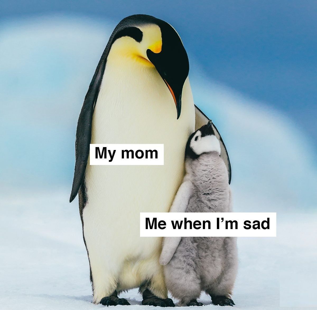 WholesomeMemes tweet media