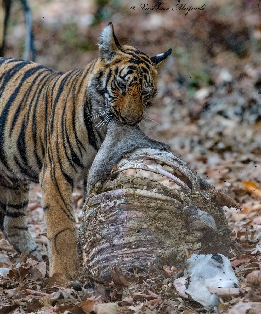 im-wildvaibhav tweet media